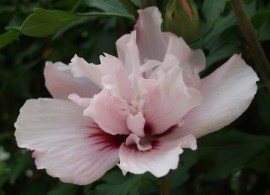 hibiscus-syriacus-bricutts (1)